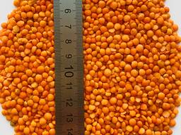 Красная чечевица, шлифованная оптом от производителя