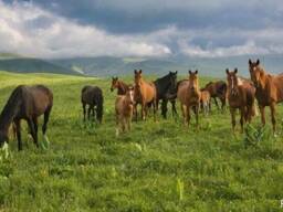Крестьянское хозяйство