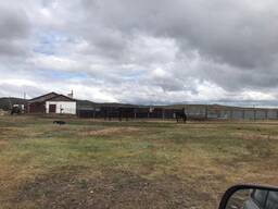 Крестьянское хозяйство 9600га пастбища