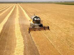 Крестьянское хозяйство направление: растениеводство