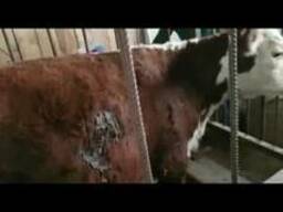 КРС. Тёлки из татарстана