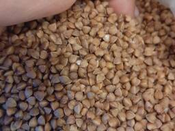 Крупа Гречневая оптом