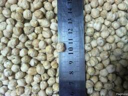 Крупноплодный семенной нут "Bar"