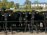 Крупный рогатый скот - фото 2