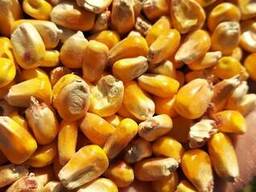 Кукуруза фуражная