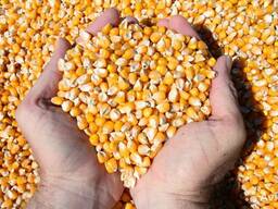 Кукуруза