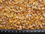 Кукуруза - фото 1