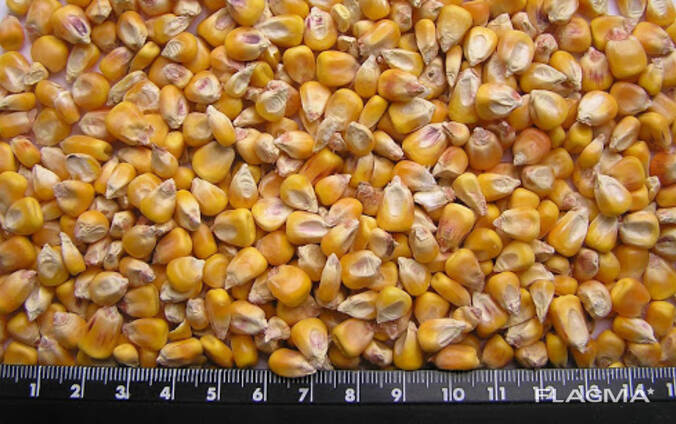 Кукуруза