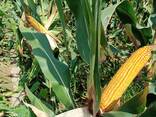 Кукуруза - фото 1