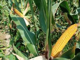 Кукуруза