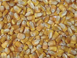 Кукуруза - photo 1