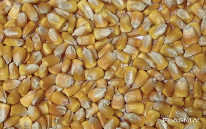 Кукуруза