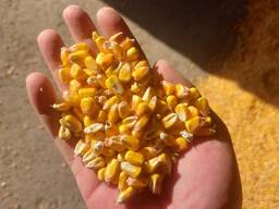 Кукуруза