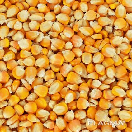 Corn harvest 2025