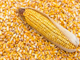 Кукуруза