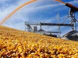 Кукуруза - фото 3