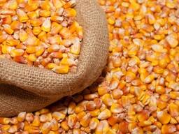 Кукуруза Бразилия CIF