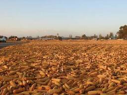 Кукуруза фуражная