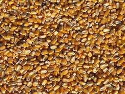 Кукуруза фуражная