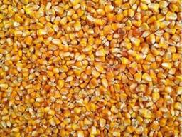 Кукуруза фуражная