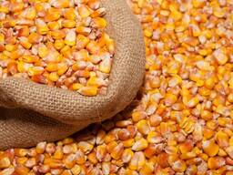 Кукуруза Фуражная