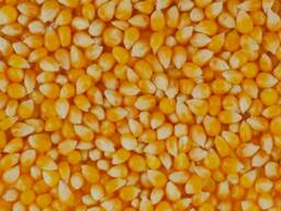 Кукуруза фуражная