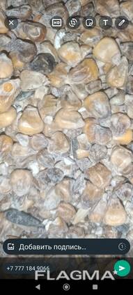 Кукуруза фуражная