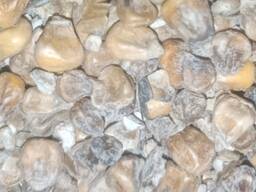 Кукуруза фуражная