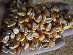 Кукуруза фуражная в зерне