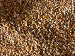 Кукуруза кормовая, урожай 2022года