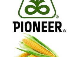 Pioneer PR31G98 Cемена Кукурузы