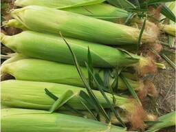 Кукуруза сладкая (зерно, качан)