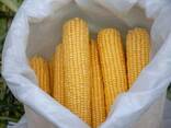 Кукуруза сладкая (зерно, качан) - фото 2