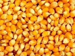 Кукуруза, урожай 2023 года, 70 тенге /кг