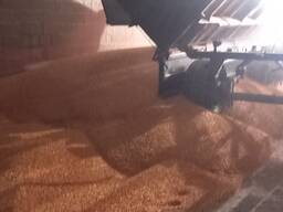 Кукуруза. зерно. корма