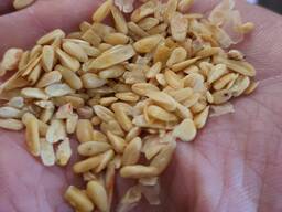 Кукурузный зародыш