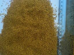 Купим лен золотой, лен коричневый, горчицу черную