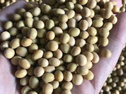 Купим Соевые Бобы у Крестьянских хозяйств Оптом