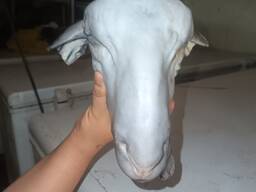 Куплю 2.000-3.000голов овец(не туши, только голова с шерстью)