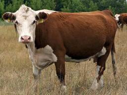 Куплю безголовых казахских самок КРС