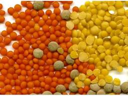 Куплю Чечевицу