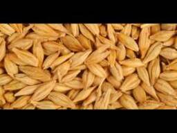 Куплю дорого ячмень