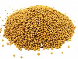 Куплю горчицу белую