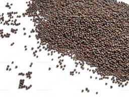 Куплю горчицу черную.