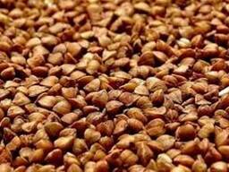 Куплю гречиху