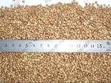 Куплю гречиху - photo 1