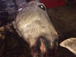 Куплю конские головы