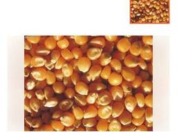 Куплю кукурузу