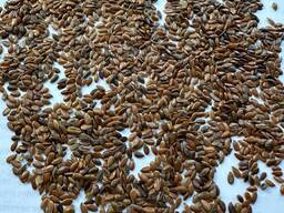 Куплю лен в больших объемах