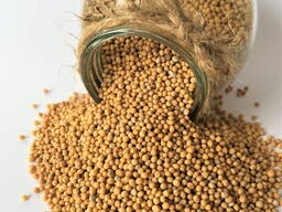 Я куплю белую горчицу чистота 92-96%